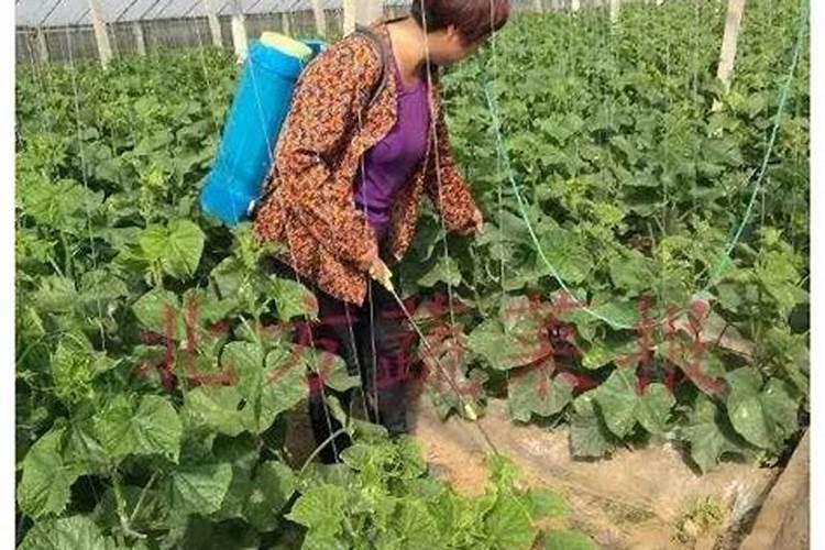 今年华北地区夏玉米地里的蓟马,用什么农药防治最好,请专家指导百度知 ...