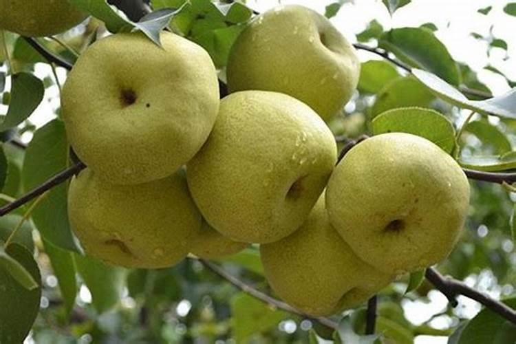 大豆播种量一亩几斤种子