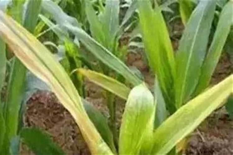 李时珍本草纲目簕欓花椒能食用吗？