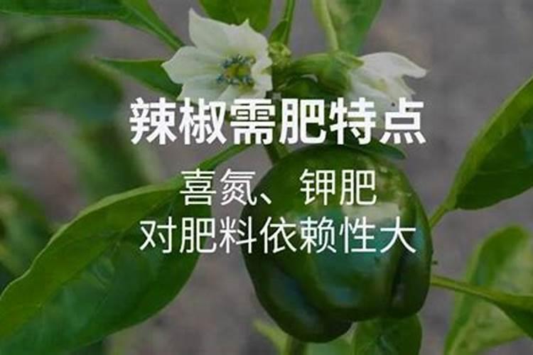 辣椒病害防治措施 辣椒养殖怎么施肥