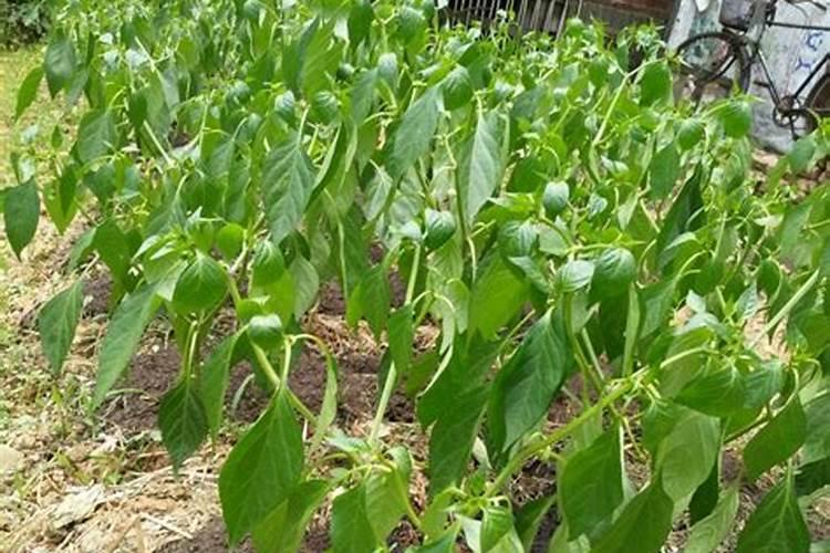 肥料满足辣椒所需的营养,辣椒施肥该怎么管理？