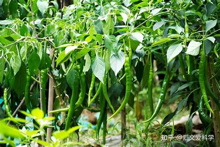 辣椒树用什么肥料最好