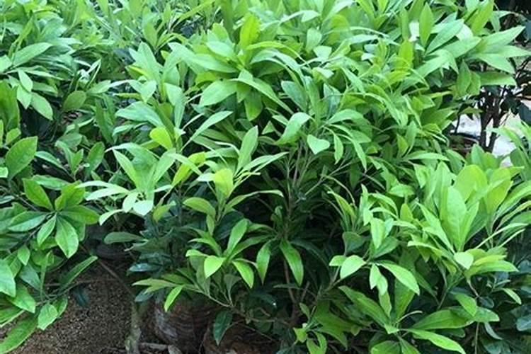 杨梅树施什么肥最好杨梅树施什么肥