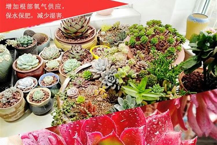 钾肥对多肉的作用