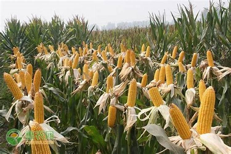 玉米施什么肥最好
