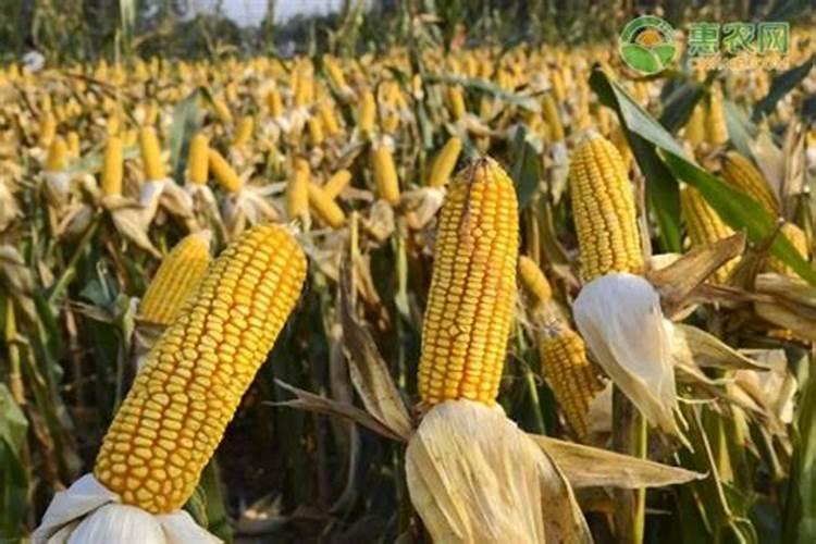 玉米施什么肥好玉米可以施什么肥