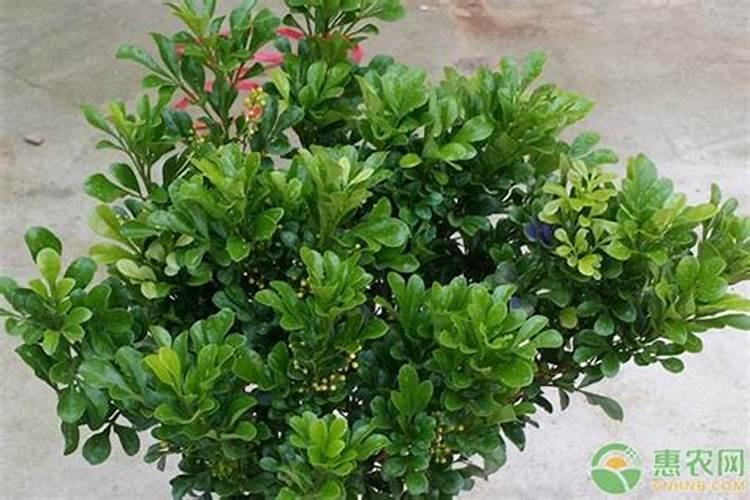 油菜花和芥菜花一样吗