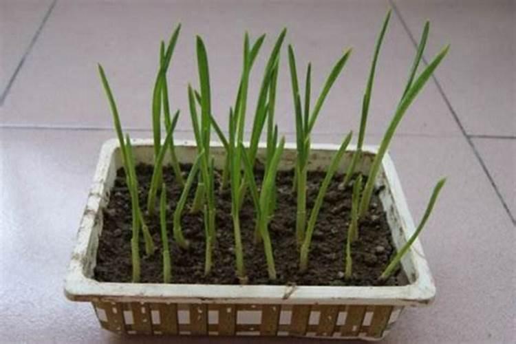 白蒜种植施肥要科学,种白蒜如何施肥？
