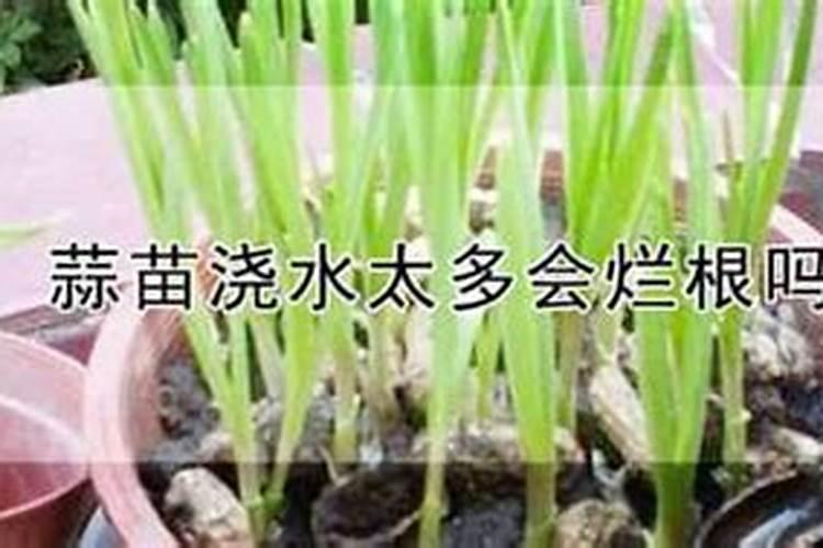 阳台种蒜苗怎么种植