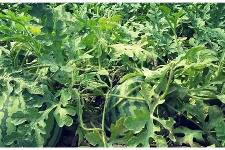 我国十大复合肥品牌介绍