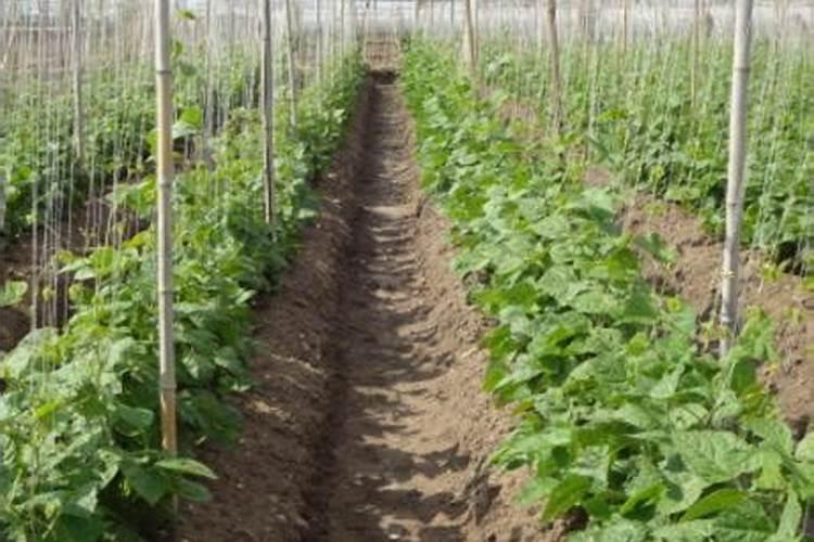 月季的叶子不展,这是什么原因导致的？