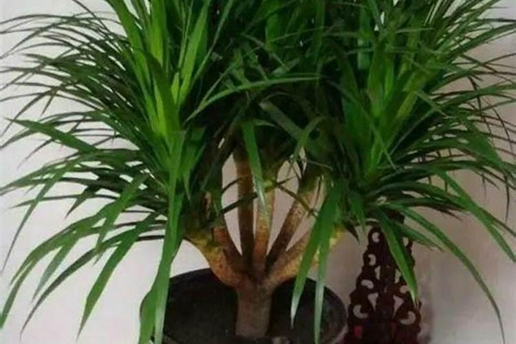 氮肥如何被植物吸收的？