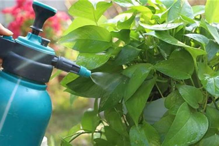 月季花怎么施肥 月季花施什么肥好