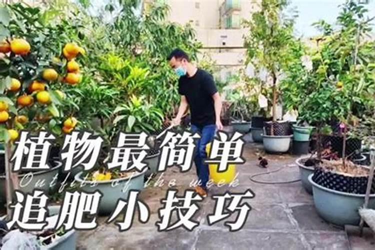 求助平贝种植技术,用什么肥好