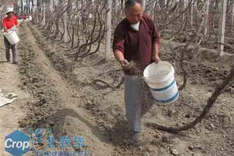 葡萄树在什么时候施肥最合适