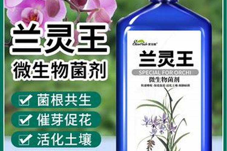 兰花施什么肥合适