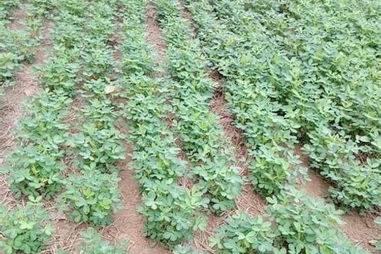 新疆棉花最后一片施肥应该在什么时候结束？时间。