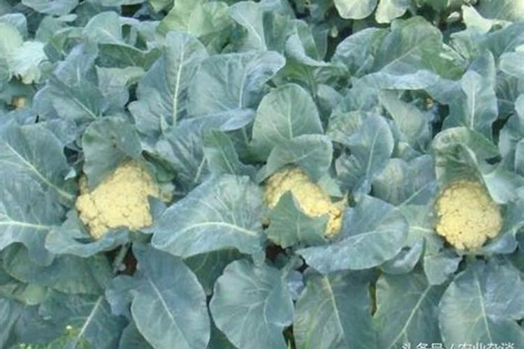 栽种花椰菜的时候,该如何正确的进行施肥？