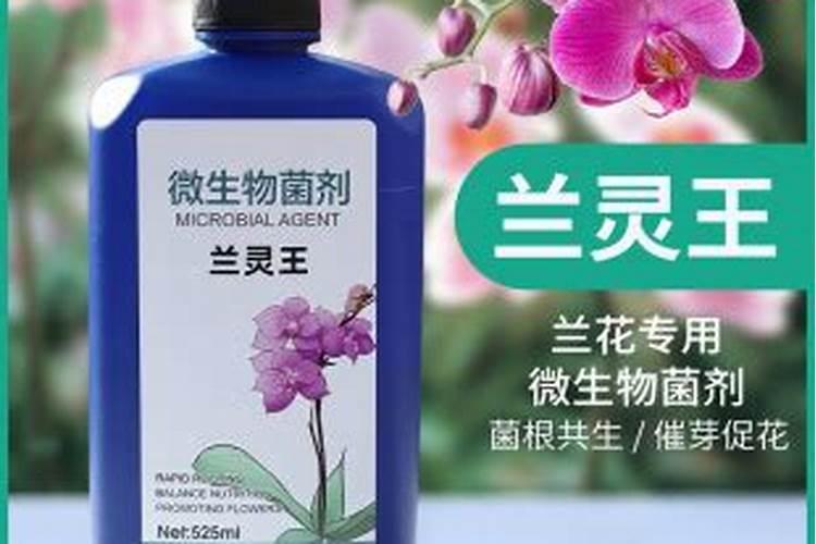 兰花用肥料哪种好