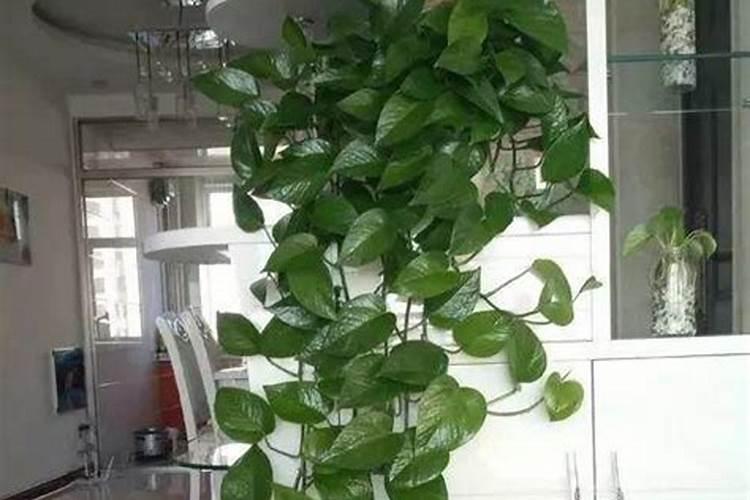 绿萝需要什么肥料,需要每天浇水吗