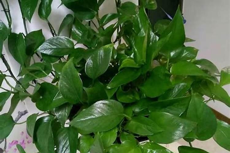 如何让绿萝叶子变油绿变大变肥