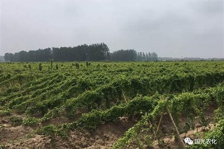 淮山药的种植方法