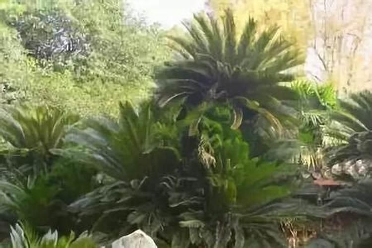 用了生根粉多久可以施肥