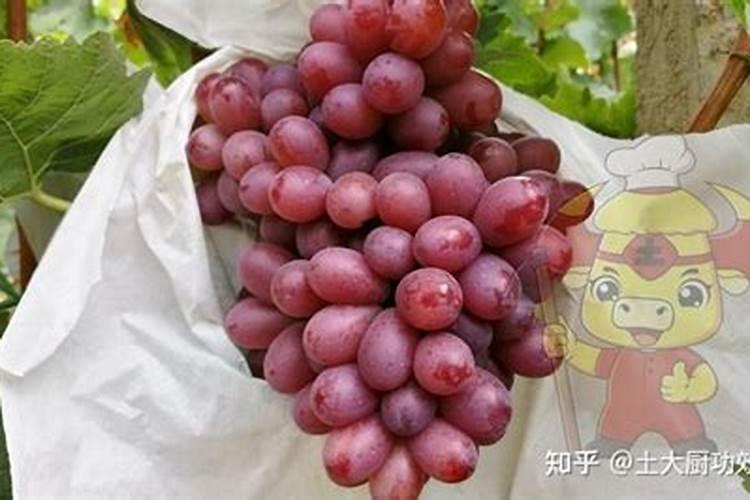 新移栽的苗木,生根剂多久用一次