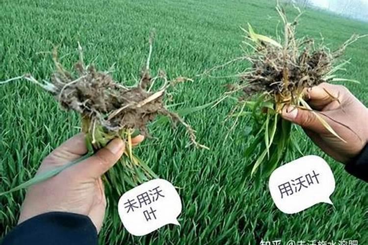 小麦打什么叶面肥增产