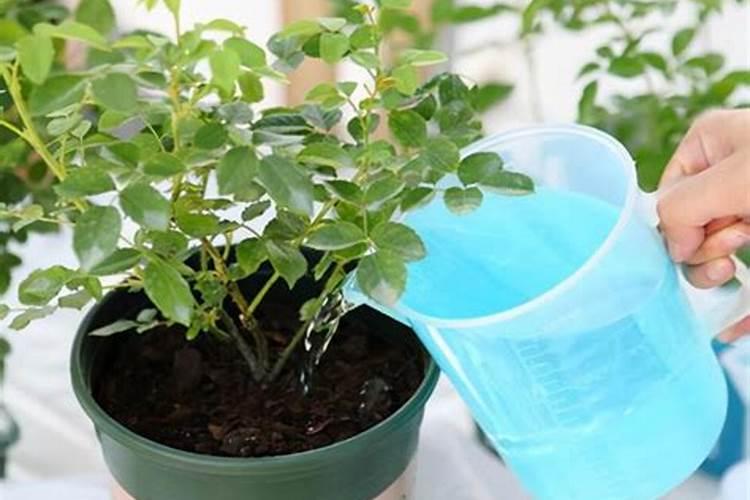 长寿花夏天怎么养施什么肥