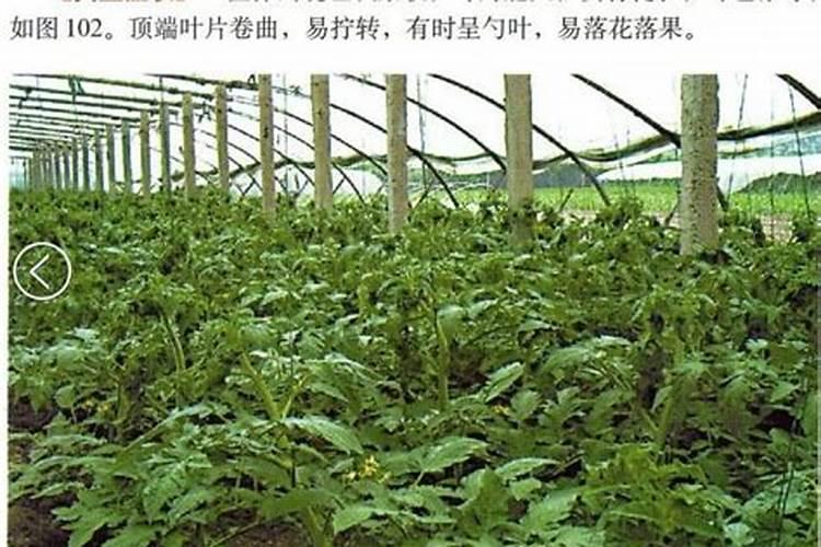 香椿一斤多少钱