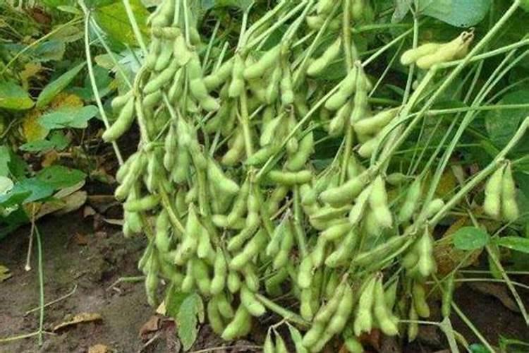 大豆叶面肥的喷施技巧