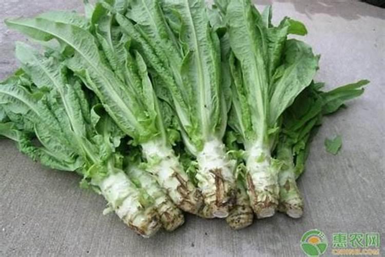 莴笋能用尿素肥吗