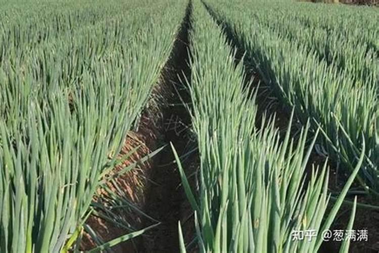 玉米底肥一次性施肥 氮磷钾 各用多少？