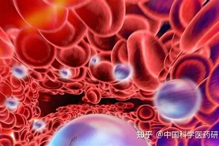 春砂仁什么时候开花