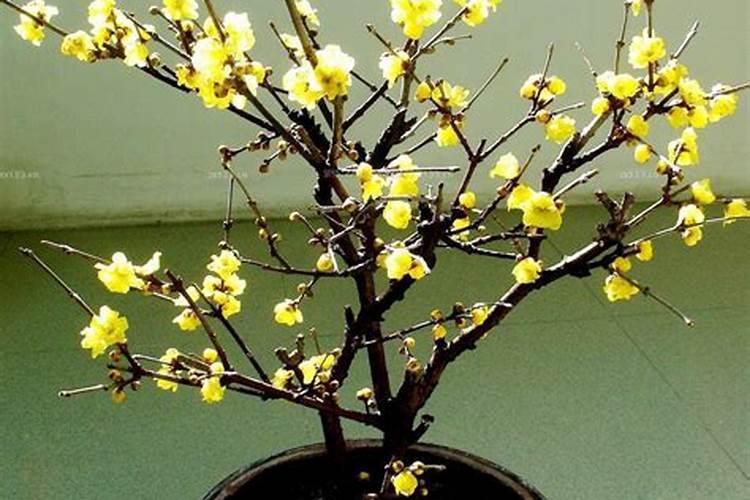 玉米授粉期可以打药吗