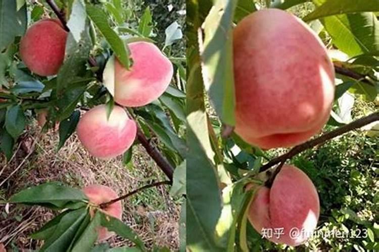 小桃树苗用什么肥长得快如何合理施肥