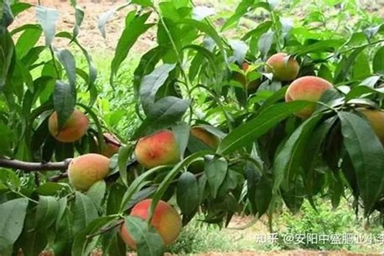 小桃树能不能施氮肥,用什么种类的氮肥最合适呢？