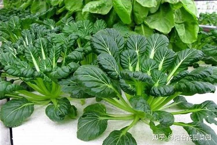大白菜打磷酸二氢钾好吗？