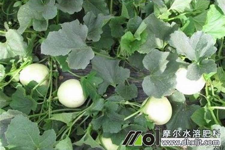 种香瓜肥料怎么施肥