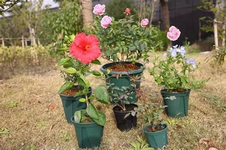 沙漠玫瑰有花苞后如何养护品质更高