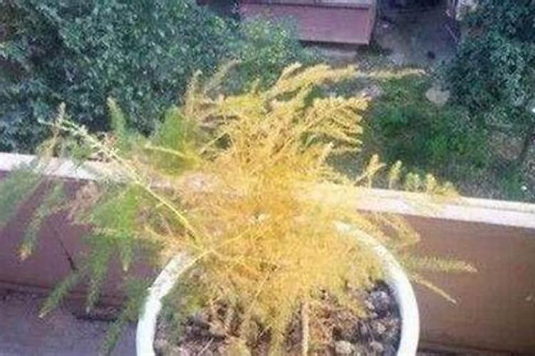 文竹叶子黄了还能绿吗,及时处理即可挽救(5个方面)