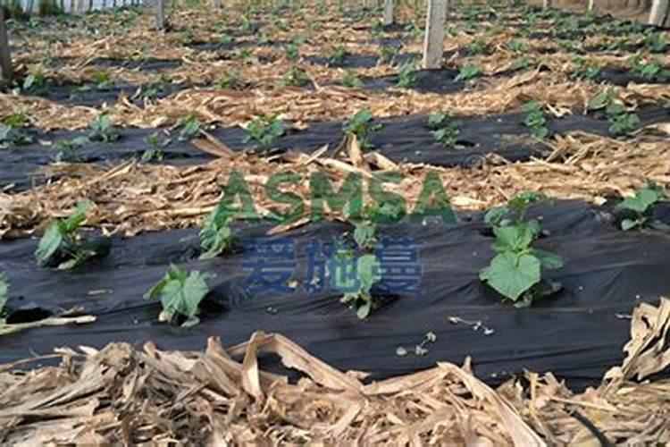 发财树用什么土栽培最好