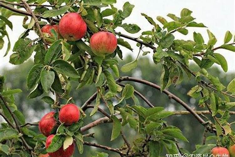 节瓜施肥用什么肥料