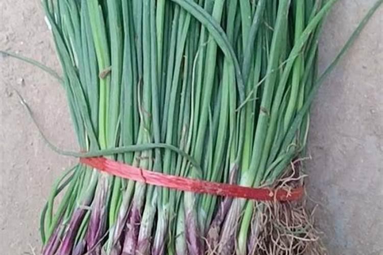 金弹子的坨坨为什么最贵