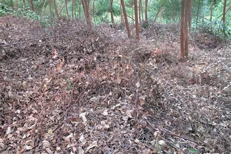 草木灰是什么肥