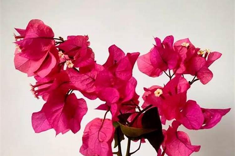 甜瓜的三个最佳肥料