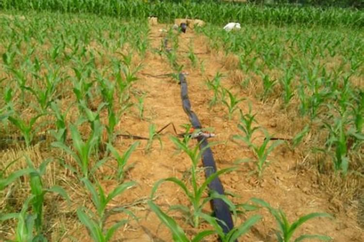 ...家里有小麦粉最常见的那种,请问我能拿来做什么,最简单的