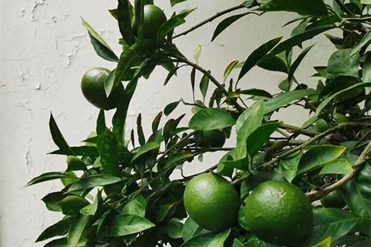 观叶型营养液能往开花植物上喷吗