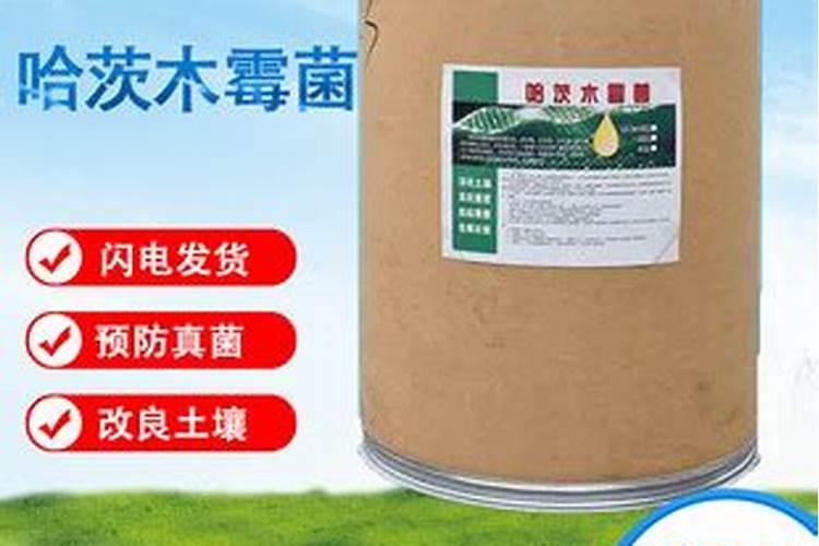 绣球花施肥时间和方法